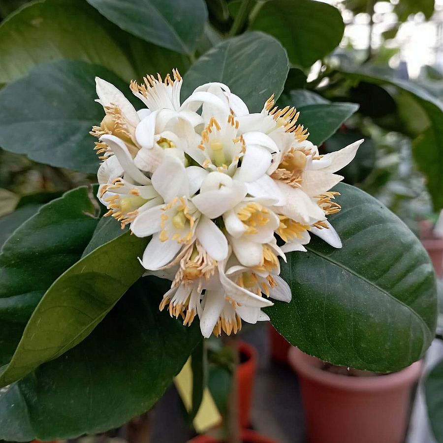 Szivárvány narancs Citrus sinensis 'Arcobaleno'